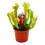 Exotenherz Schlauchpflanze Sarracenia Smoorii im 9cm Topf. Fleischfressende Pflanze mit grünen Schläuchen.