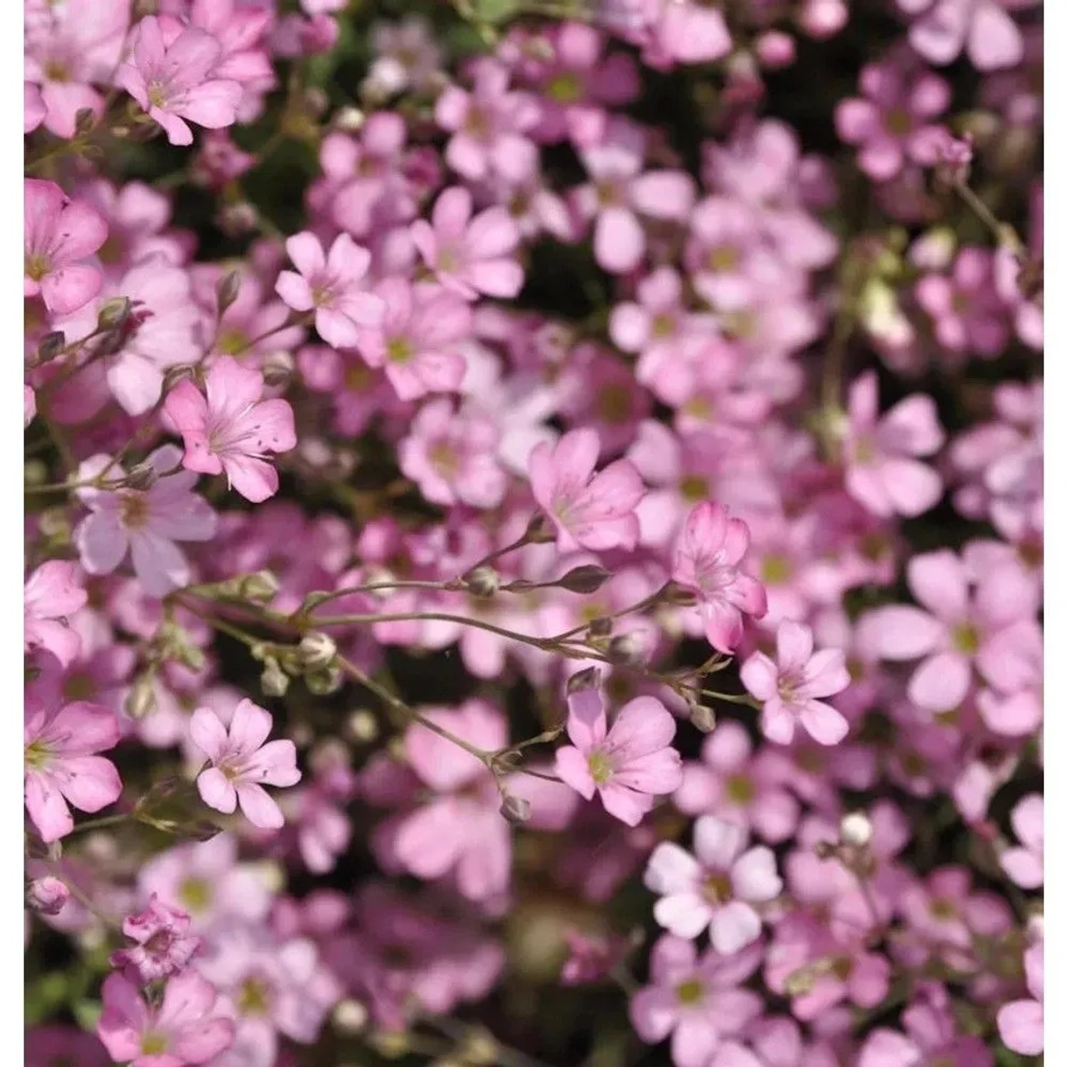 Kriechendes Schleierkraut Rosa Schönheit - Gypsophila repens