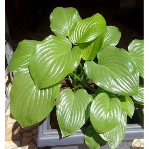 Grünblattfunkie (Hosta plantaginea) im Topf mit großen, grünen Blättern. Schattenstaude für den Garten.