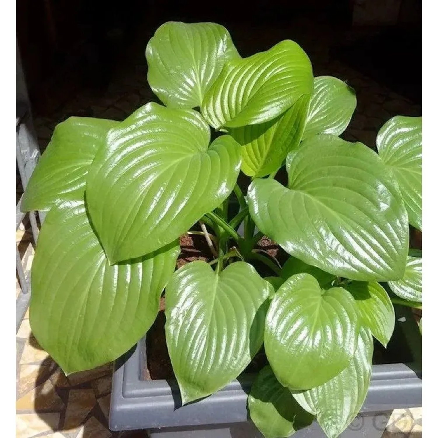 Grünblattfunkie - Hosta plantaginea