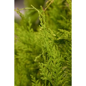 Detailaufnahme der goldgelben Nadeln einer Chamaecyparis lawsoniana 'Golden Wonder' Heckenpflanze.