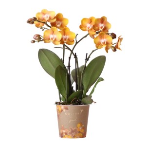 Orange-goldene Kolibri Orchidee Phalaenopsis im 12cm Topf.