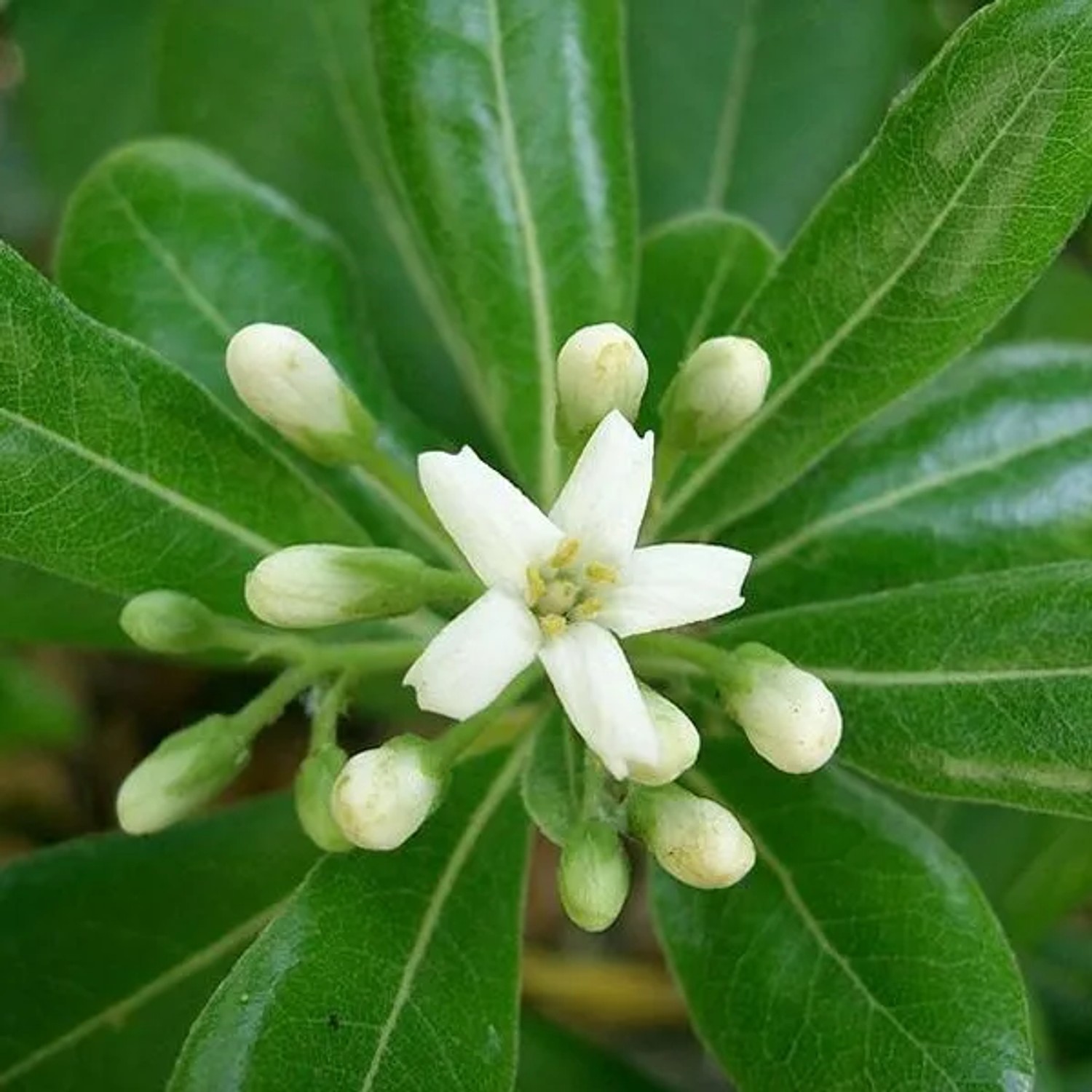 Pittosporum 'Nanum' Pittosporum tobira 25 bis 30 cm im Container Immergrün