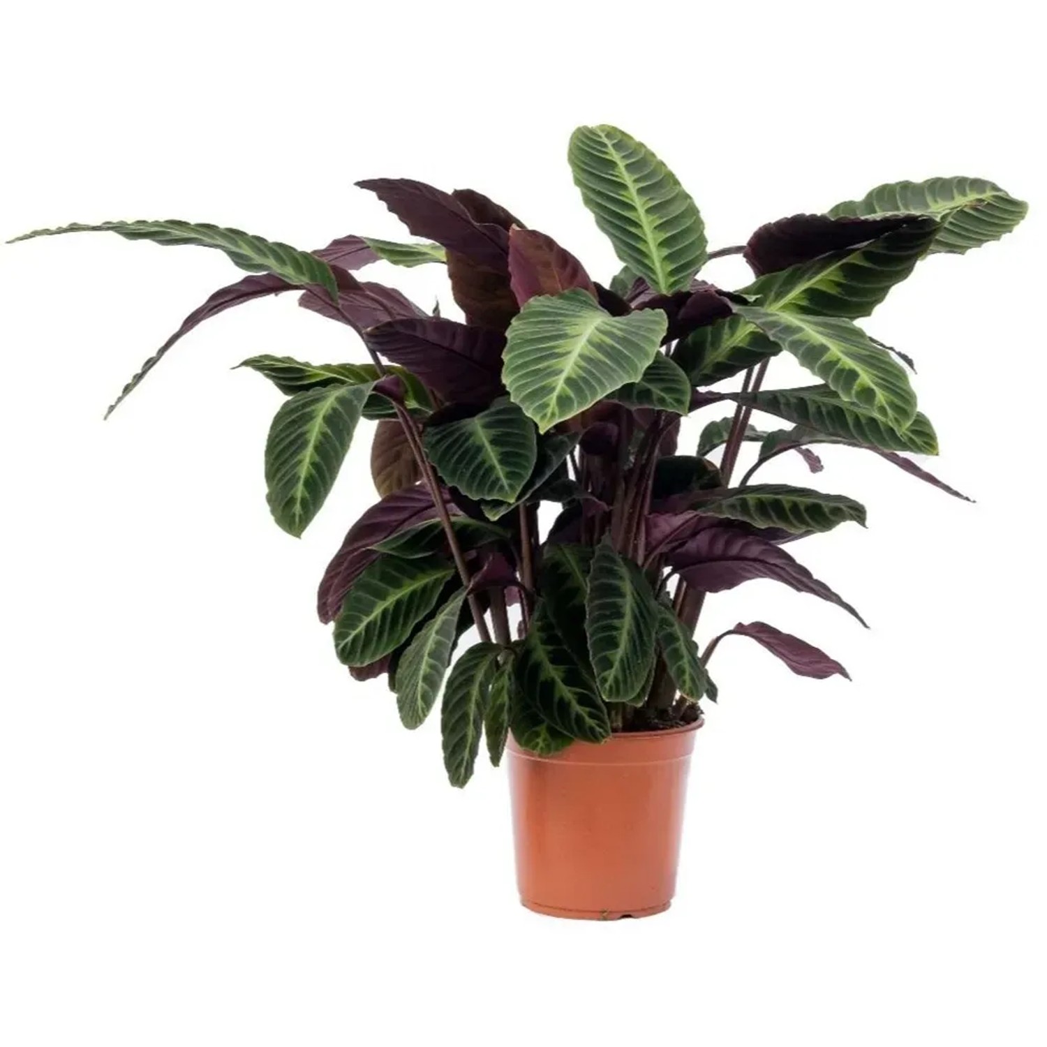monstera 120 cm Monstera artificial 120 cm main image 0