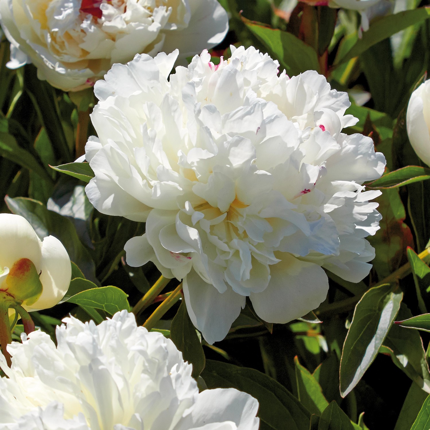Pfingstrose lactiflora Weiß 1 Stück kaufen bei OBI