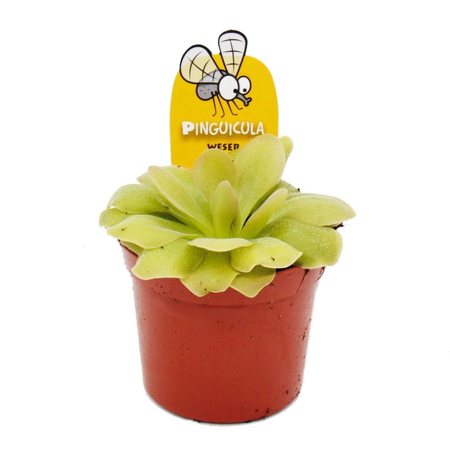 Exotenherz Fleischfressende Pflanze Fettkraut Pinguicula Weser 9cm Topf