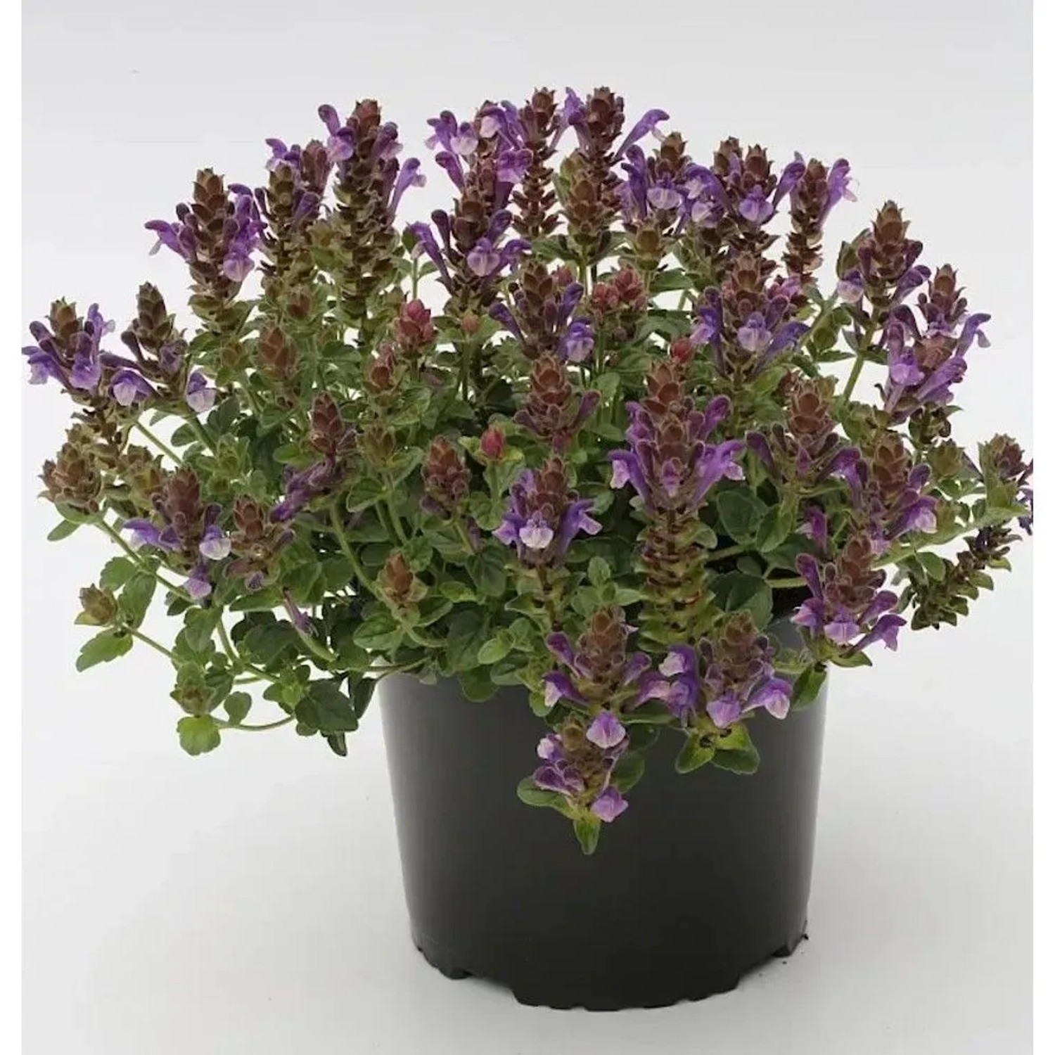 Herbst Helmkraut - Scutellaria incana