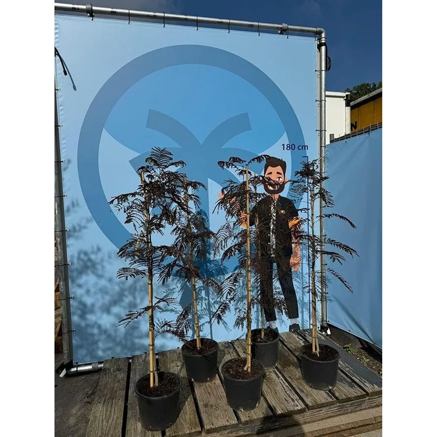 Sunny-Tree Schlafbaum Albizia Julibrissin Summer Chocolate 150 cm Winterharter Baum mit Rosa Blüte Seidenakazie_4