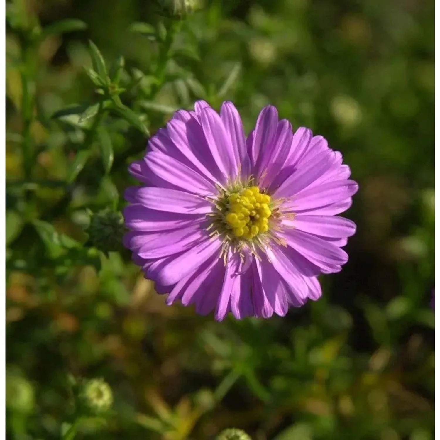 Kissenaster Tina - Aster dumosus