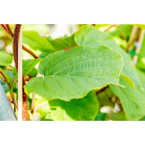 Nahaufnahme der grünen Blätter der Kiwi Jenny (Actinidia chinensis) von GROW by OBI.