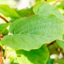 Nahaufnahme der grünen Blätter der Kiwi Jenny (Actinidia chinensis) von GROW by OBI.