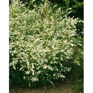 Myrtenaster 'Golden Spray' im 9x9 cm Topf, üppig blühende Staude mit kleinen, weißen Blüten.