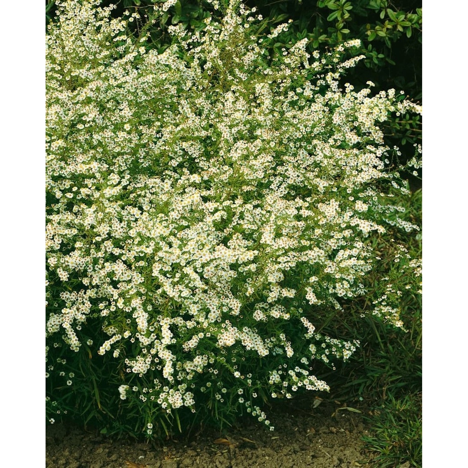 Aster Ericoides Golden Spray Myrtenaster Ca. 9x9 cm Topf günstig online kaufen