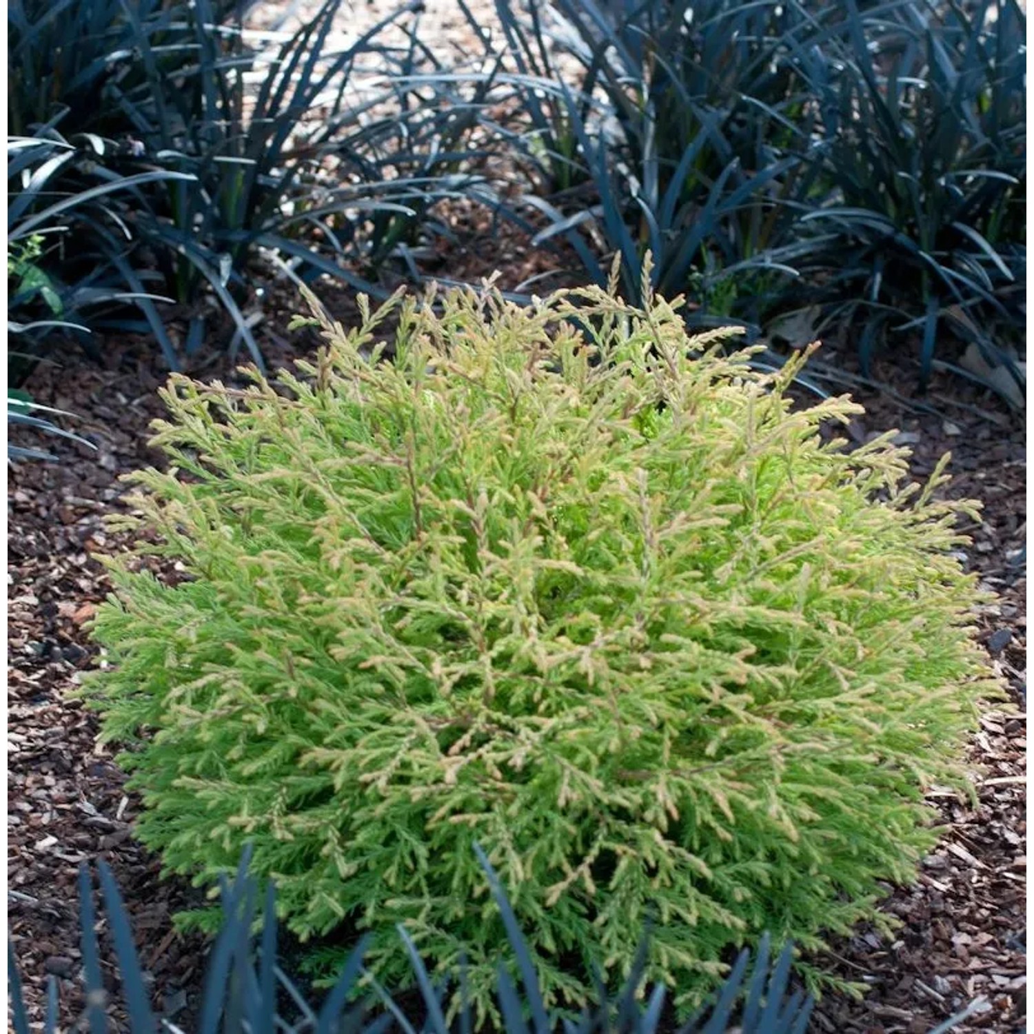 Lebensbaum Fire Chef 20-30cm - Thuja occidentalis