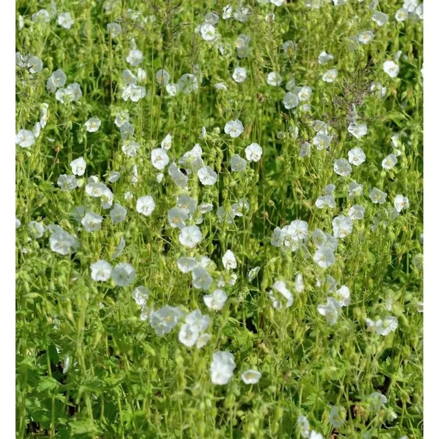 Weißer Storchenschnabel (Geranium maculatum) als Bodendecker im Garten.