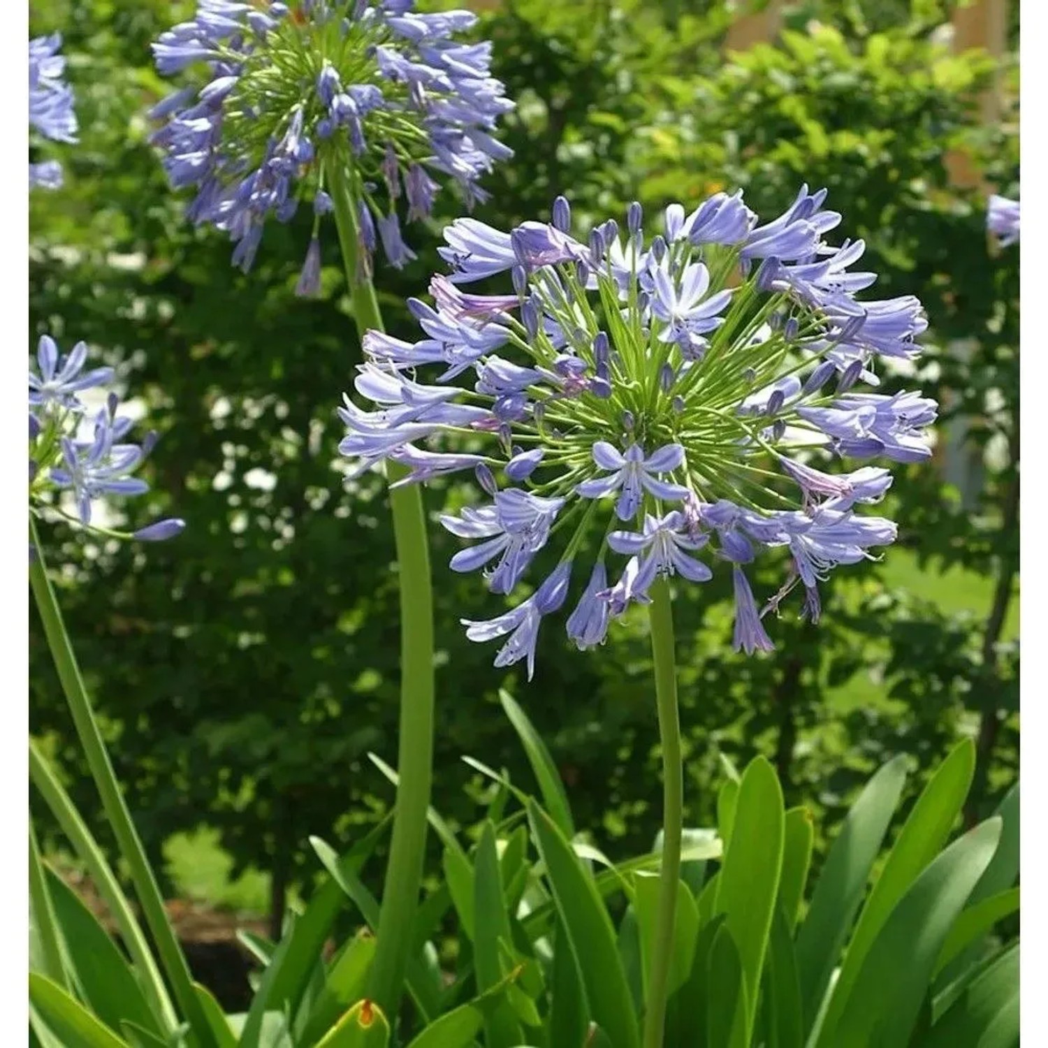Liebesblume Schmucklilie - Agapanthus africanus