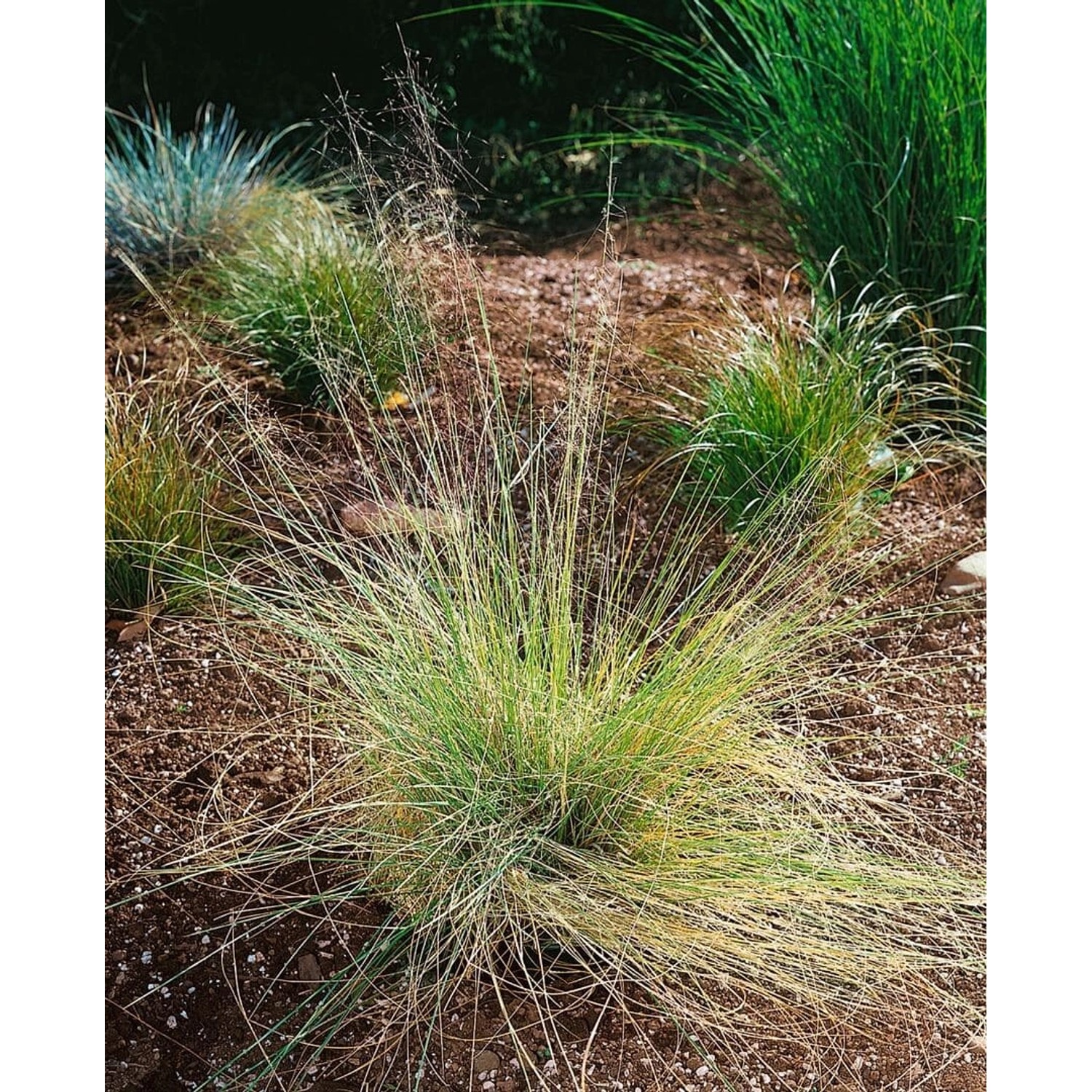 Muhlenbergia Capillaris Rosa Blüten Ca. 9x9 cm Topf günstig online kaufen