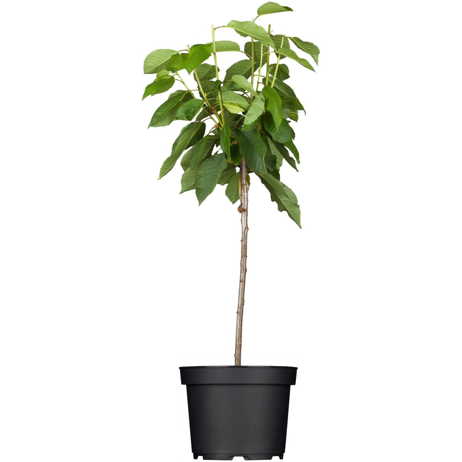 GROW by OBI Bio Süßkirsche Burlat Rot Höhe ca. 120 - 140 cm Topf ca. 7 l günstig online kaufen