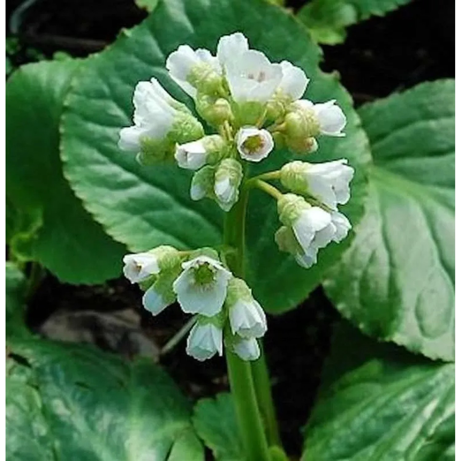 Bergenie Schneekönigin - Bergenia cordifolia
