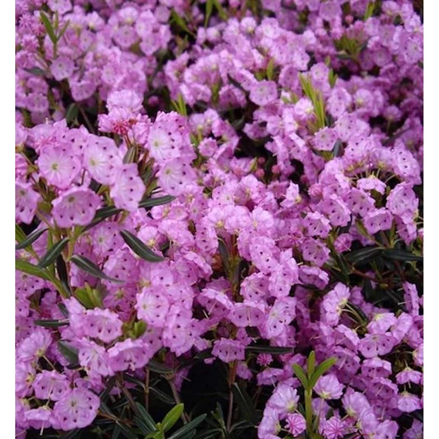 Zwerg Berglorbeer 30-40cm - Kalmia polifolia günstig online kaufen