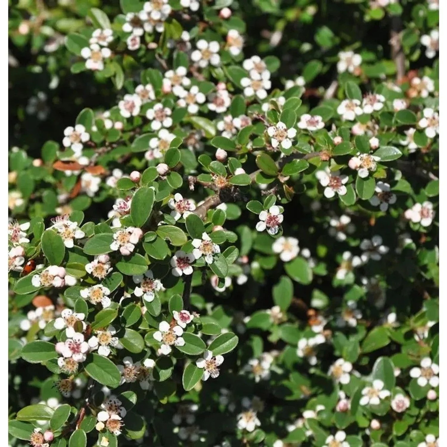 10x Zwergmispel Coral Beauty 15-20cm - Cotoneaster dammeri