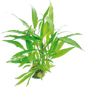 Dennerle Aquariumpflanze Hygrophila Corymbosa Thailand mit grünen Blättern.