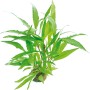 Dennerle Aquariumpflanze Hygrophila Corymbosa Thailand mit grünen Blättern.