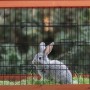 Grauer Hase im Relaxdays Hasenstall aus Tannenholz mit schwarzem Stahlgitter.