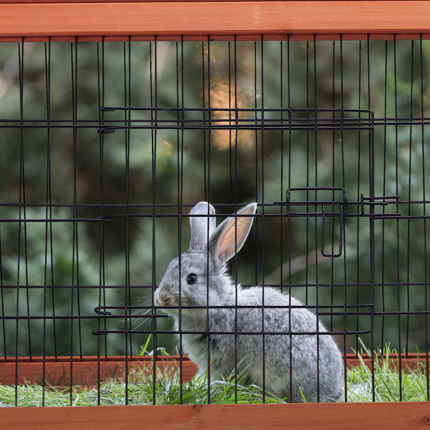 Grauer Hase im Relaxdays Hasenstall aus Tannenholz mit schwarzem Stahlgitter.
