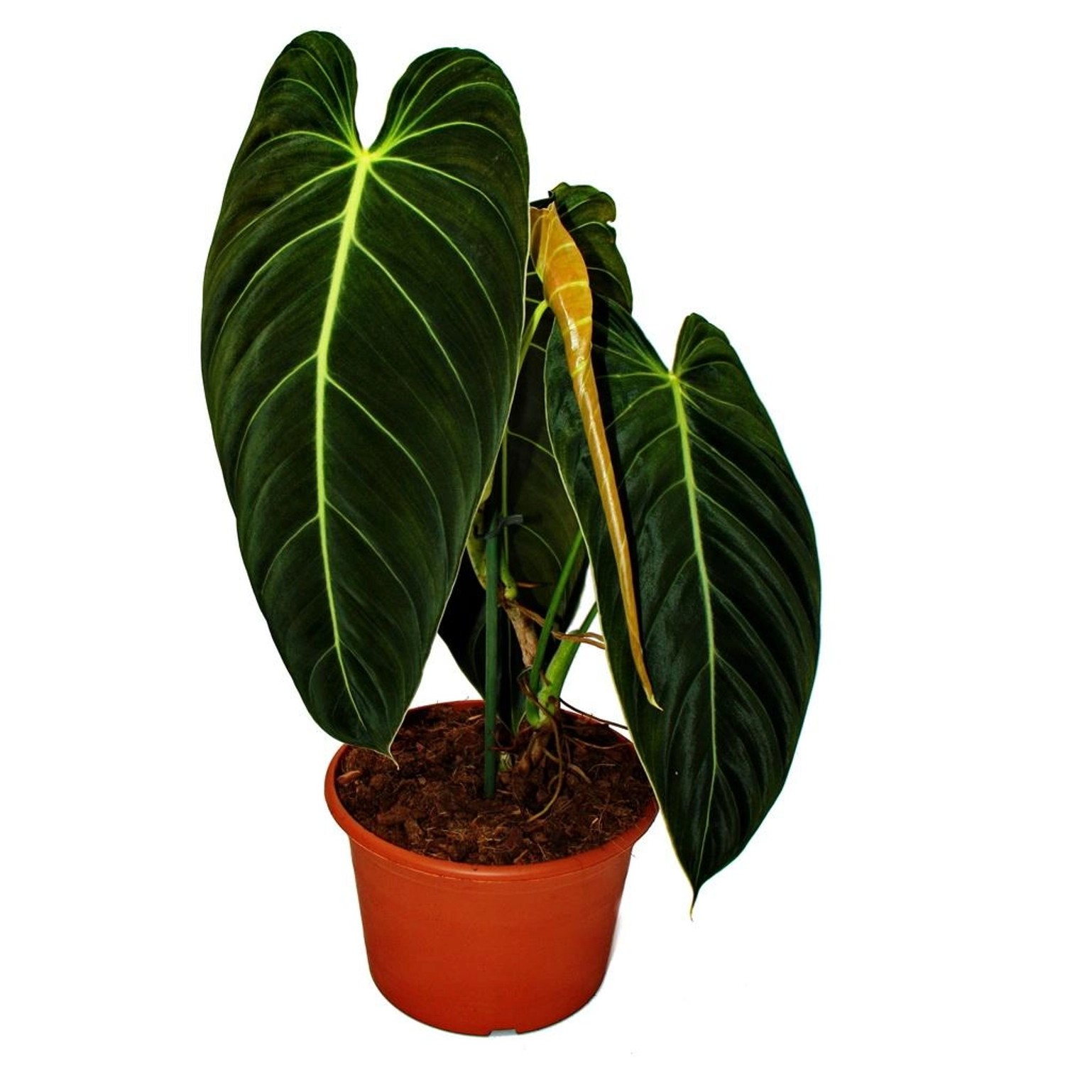 Exotenherz Philodendron Melanochrysum Der Schwarzgoldene Baumfreund 20cm To günstig online kaufen