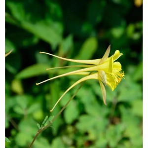 Gelbe Zwergakelei 'Spring Magic' (Aquilegia flabellata) mit langen Spornen, eine blühende Staude im Garten.
