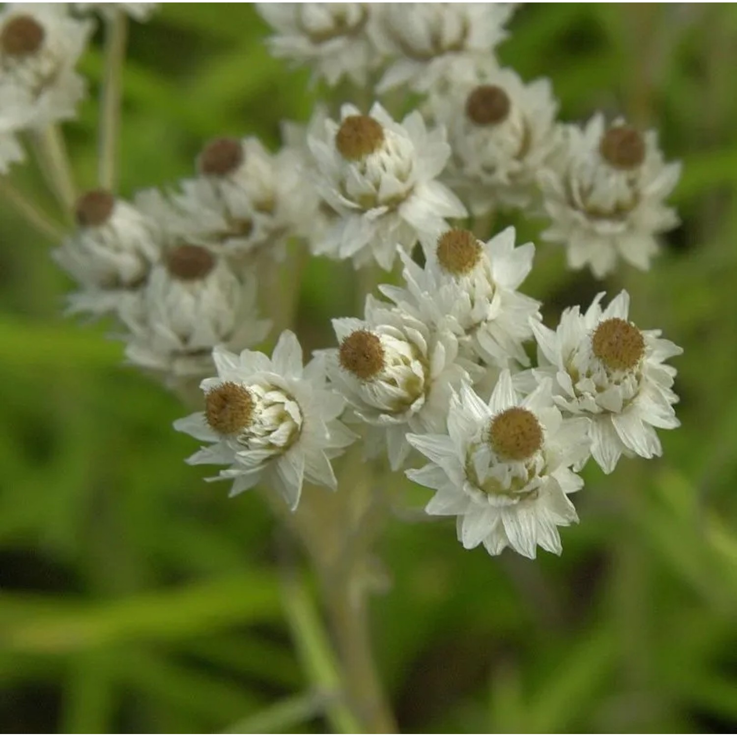 Perlkörbchen Neuschnee - Anaphalis margaritacea