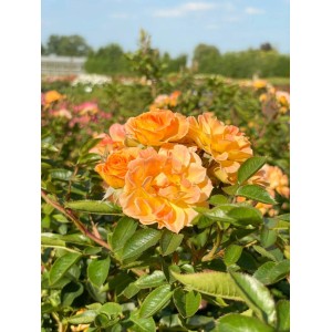 Orange-apricotfarbene Bodendeckerrose Bessy im Topf, ideal für Beet und Garten.