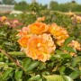 Orange-apricotfarbene Bodendeckerrose Bessy im Topf, ideal für Beet und Garten.