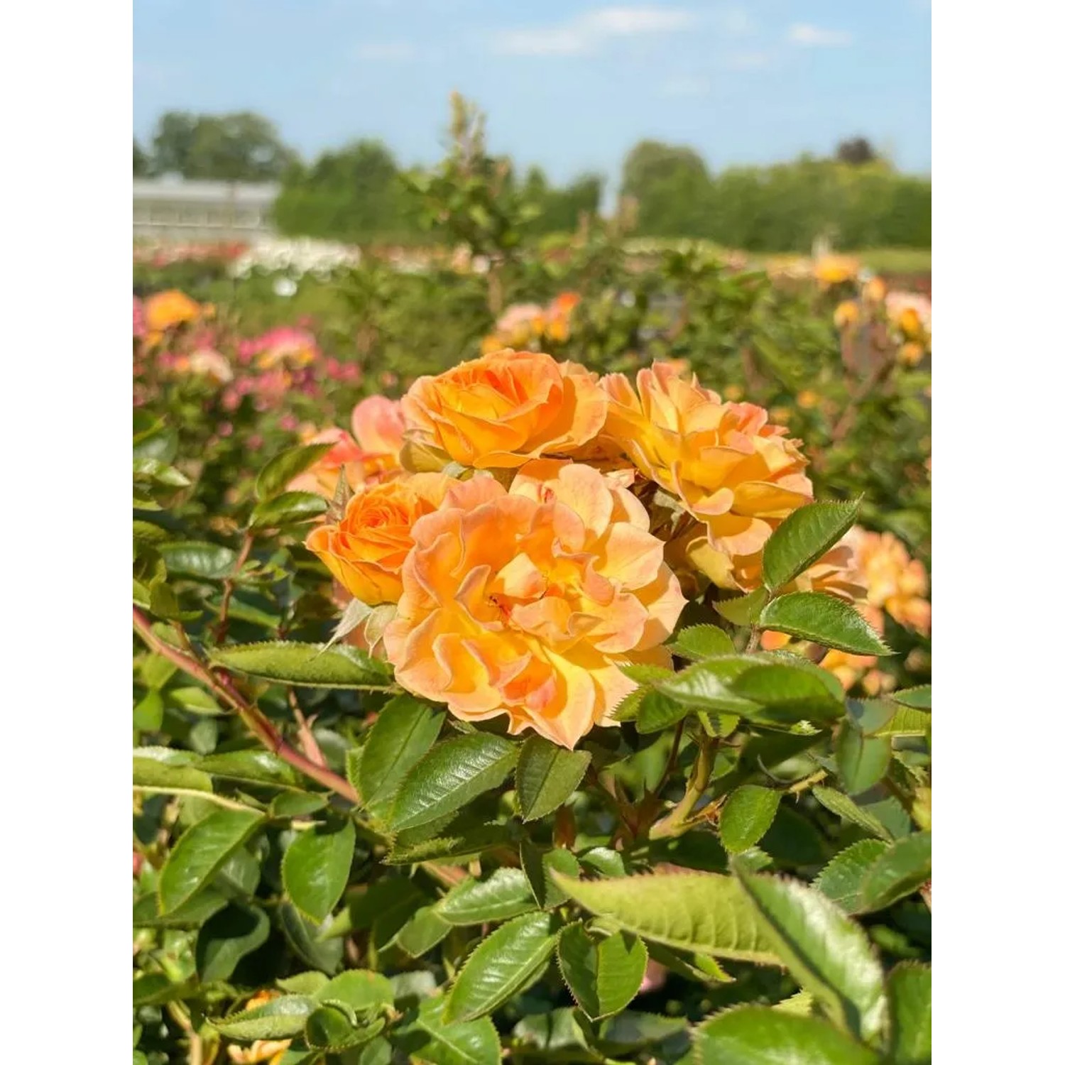 Orange-apricotfarbene Bodendeckerrose Bessy im Topf, ideal für Beet und Garten.