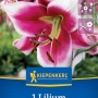Kiepenkerl Lilien-Hybride Friso: Purpur-weiße Lilienblüte, geeignet als Schnittblume.