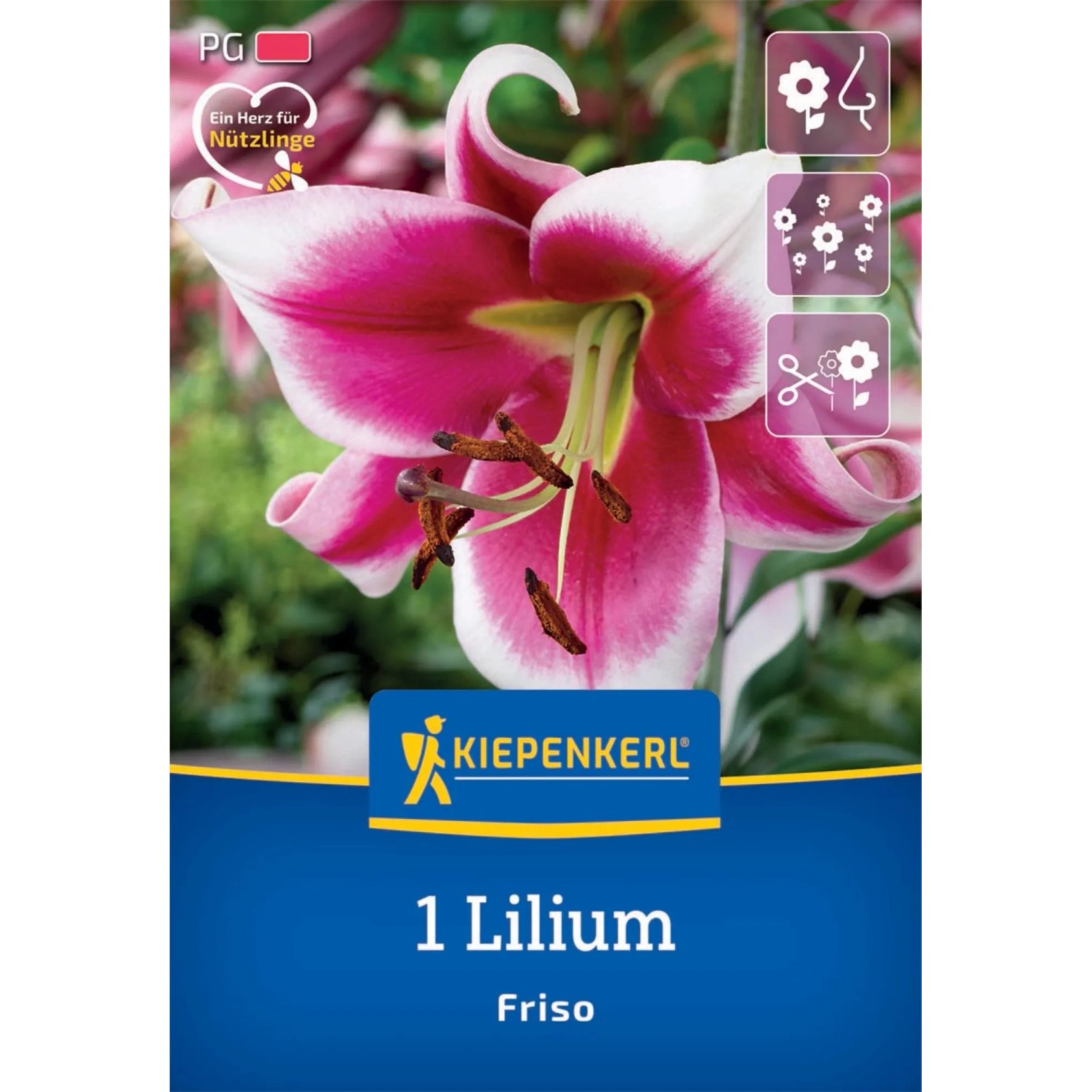 Kiepenkerl Lilien-Hybride Friso: Purpur-weiße Lilienblüte, geeignet als Schnittblume.