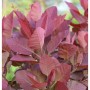 Perückenstrauch Grace, Cotinus dummeri mit purpurroten Blättern.