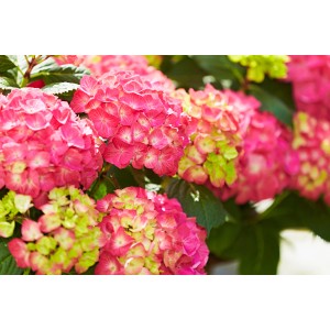 Nahaufnahme der rosafarbenen Blüten der GROW by OBI Bauernhortensie Diva Fiore Rosa.