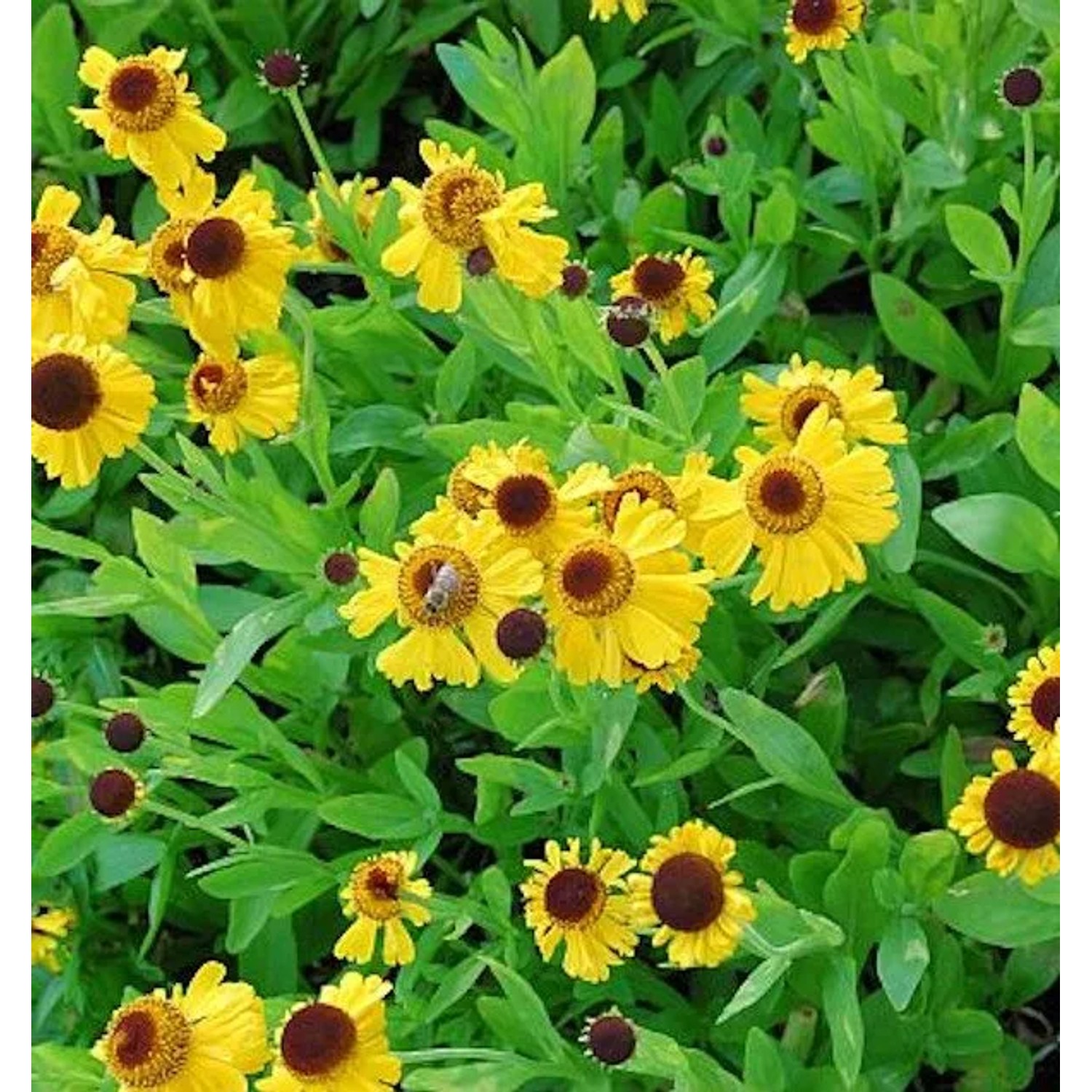 Sonnenbraut The Bishop - Helenium bielovii
