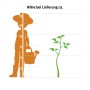 Illustration der Lieferhöhe der Kanarischen Dattelpalme (Phoenix canariensis) im Vergleich zu einer Person.