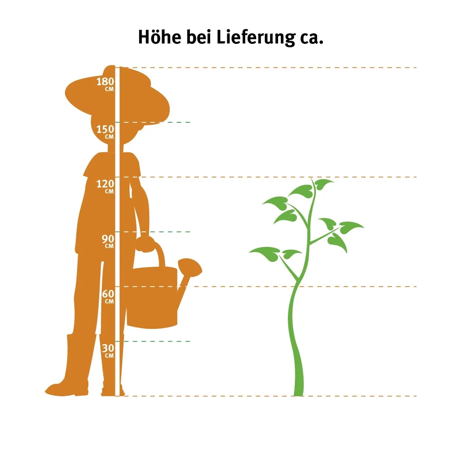 Illustration der Lieferhöhe der Kanarischen Dattelpalme (Phoenix canariensis) im Vergleich zu einer Person.