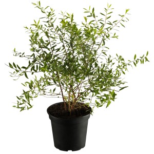 Strauchspiere 'Grefsheim' im Topf, ca. 50-60 cm hoch. Zierstrauch mit grünen Blättern.