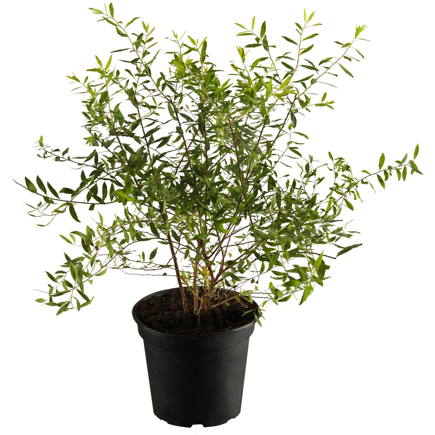 OBI Strauchspiere Grefsheim Weiß Höhe ca. 50 - 60 cm Topf ca. 3,5 l Spiraea