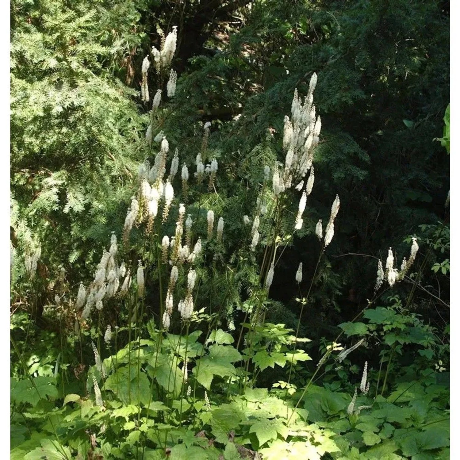 Lanzen Silberkerze - Actaea racemosa