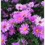 Nahaufnahme der Kissenaster Nesthäckchen mit lila Blüten und gelber Mitte.