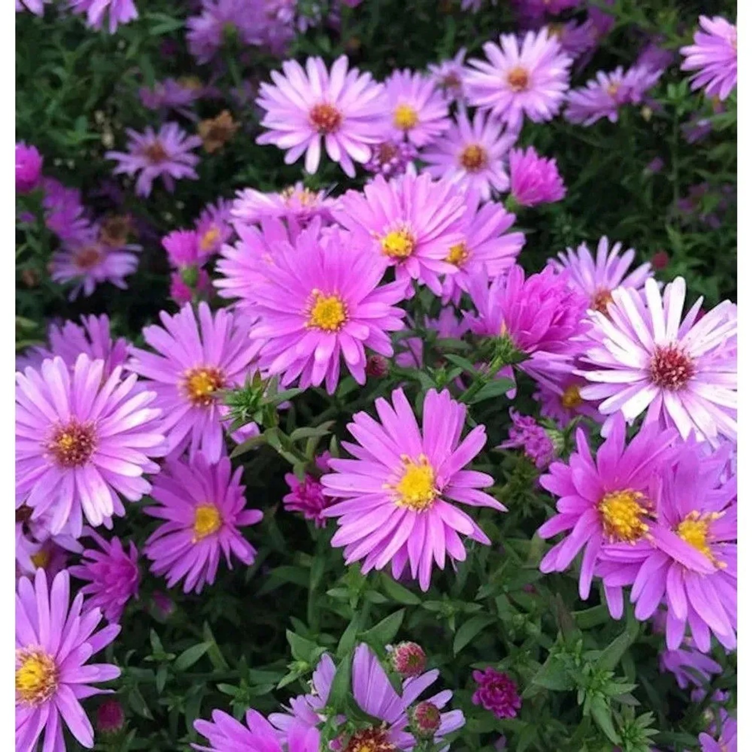 Nahaufnahme der Kissenaster Nesthäckchen mit lila Blüten und gelber Mitte.