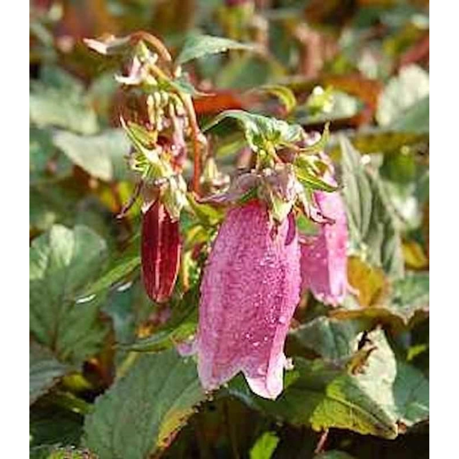 Punktierte Glockenblume Rubrifolia - Campanula punctata günstig online kaufen