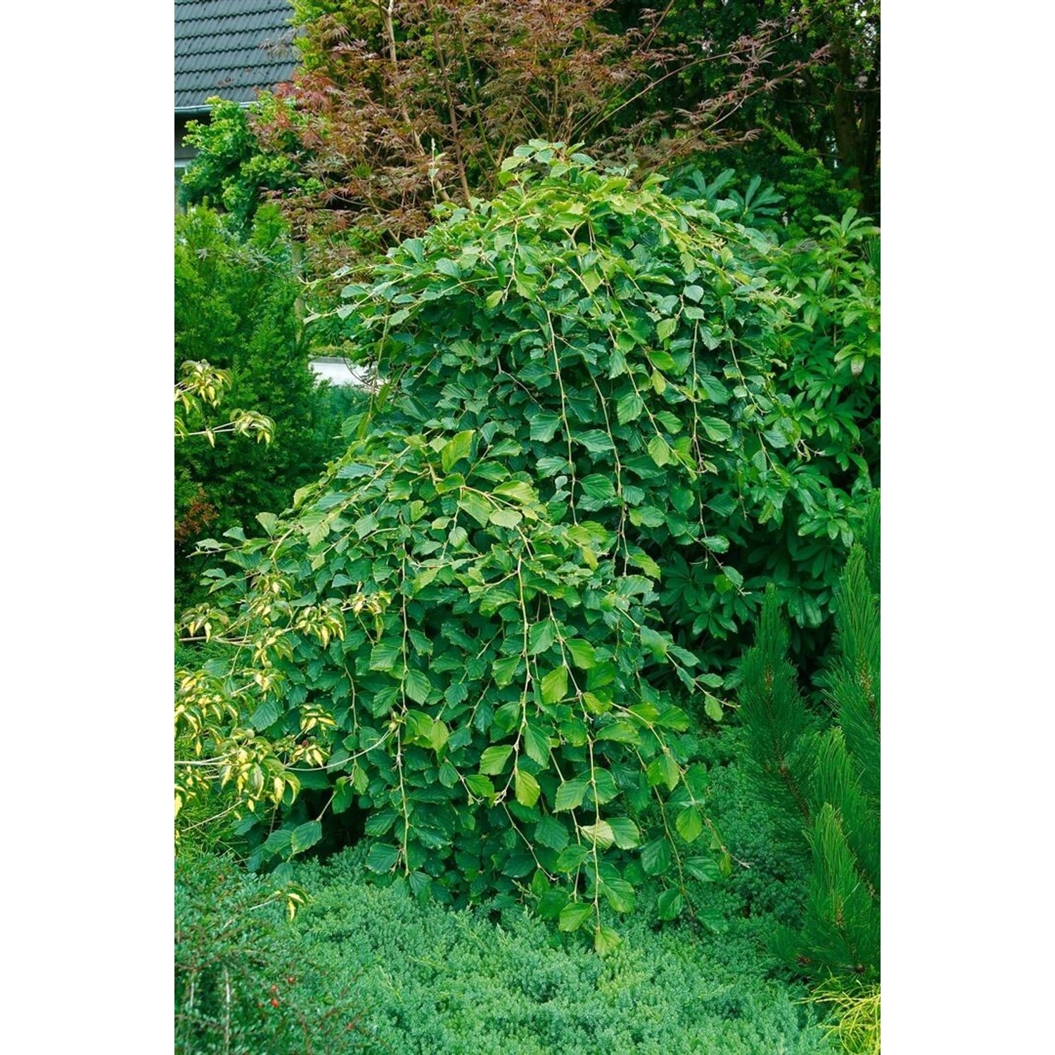 Hamamelis Japonica Pendula Japanische Zaubernuss 125–150 cm günstig online kaufen
