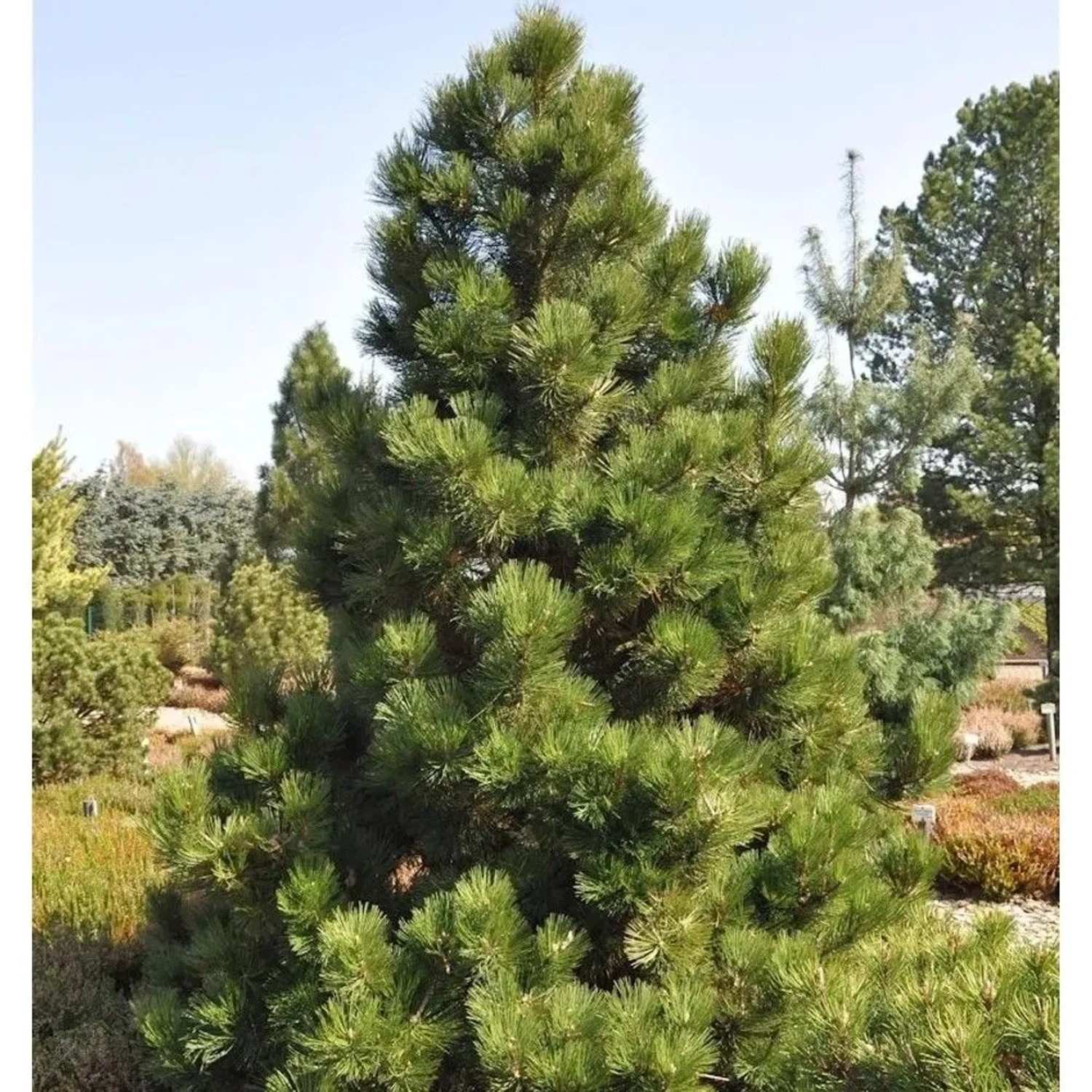 Bosnische Zwergkiefer Malinki 60-70cm - Pinus,eucodermis
